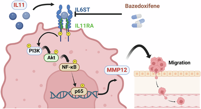 IL11 modulates MMP12 expression and cancer cell metastasis via IL11RA/IL6ST-PI3K/Akt/NF-κB pathway in lung cancer IL11 modulates MMP12 expression and cancer cell metastasis via IL11RA/IL6ST-PI3K/Akt/NF-κB pathway in lung cancer