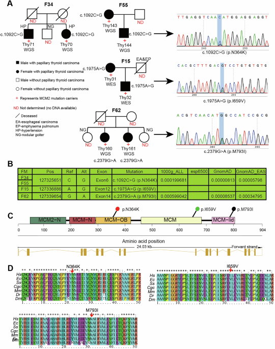 MCM2 germline variants predispose to familial papillary thyroid carcinoma due to genomic instability caused by MCM complex disruption MCM2 germline variants predispose to familial papillary thyroid carcinoma due to genomic instability caused by MCM complex disruption