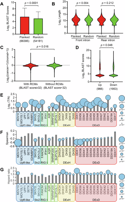 MOV10 suppresses circRNA biogenesis by disrupting reverse complementary matches structure to drive hepatocarcinogenesis MOV10 suppresses circRNA biogenesis by disrupting reverse complementary matches structure to drive hepatocarcinogenesis