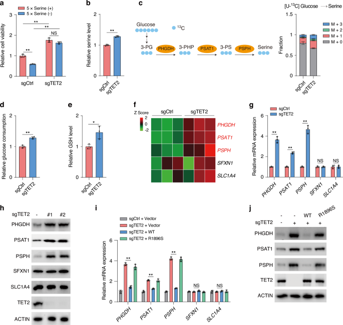 Rewiring of de novo serine synthesis supports tumorigenesis under deficiency of TET2 Rewiring of de novo serine synthesis supports tumorigenesis under deficiency of TET2