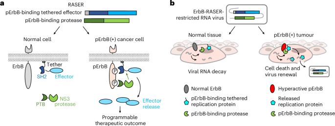 Rewiring oncogenic signalling to precision ablation of metastatic cancer Rewiring oncogenic signalling to precision ablation of metastatic cancer