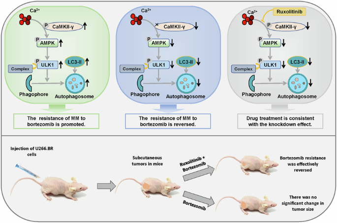 Ruxolitinib inhibits CaMKII-γ to reverse bortezomib resistance in multiple myeloma Ruxolitinib inhibits CaMKII-γ to reverse bortezomib resistance in multiple myeloma