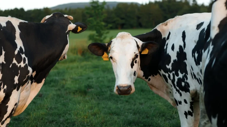 Scientists finally solved how H5N1 bird flu hid in dairy cows Scientists finally solved how H5N1 bird flu hid in dairy cows