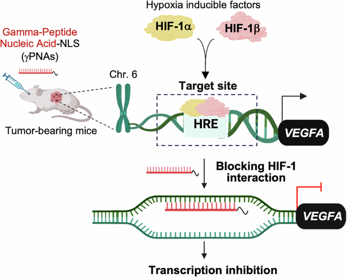 Sequence-specific targeting of VEGFA genomic DNA to inhibit tumor growth Sequence-specific targeting of VEGFA genomic DNA to inhibit tumor growth