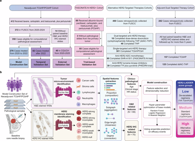 Spatially interpretable artificial intelligence framework to tailored neoadjuvant dual HER2 blockade in HER2-positive breast cancer Spatially interpretable artificial intelligence framework to tailored neoadjuvant dual HER2 blockade in HER2-positive breast cancer