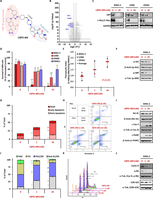 Targeted degradation of CBP/p300 by CBPD-409 exhibits robust anti-myeloma activity Targeted degradation of CBP/p300 by CBPD-409 exhibits robust anti-myeloma activity
