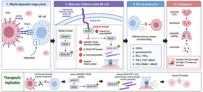 Vimentin trogocytosis as a novel mechanism of NK cell exhaustion by circulating tumor cells Vimentin trogocytosis as a novel mechanism of NK cell exhaustion by circulating tumor cells