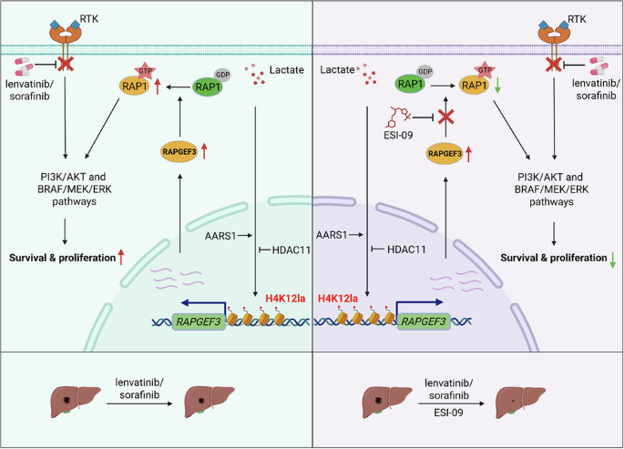 AARS1-catalyzed H4K12 lactylation promotes HCC resistance to targeted therapy by activating RAPGEF3-RAP1 signaling AARS1-catalyzed H4K12 lactylation promotes HCC resistance to targeted therapy by activating RAPGEF3-RAP1 signaling