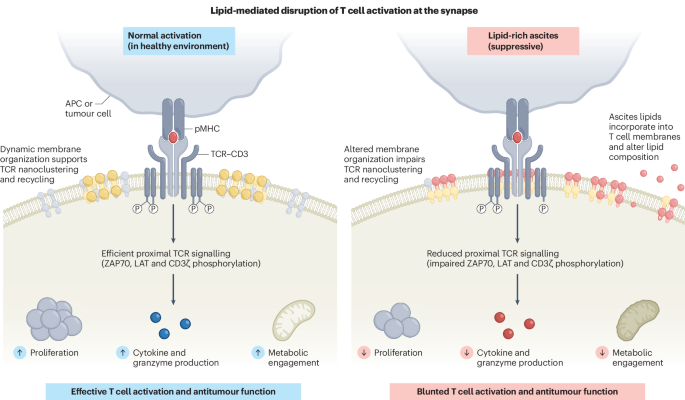 Ascites-derived lipid barrier at the T cell synapse Ascites-derived lipid barrier at the T cell synapse