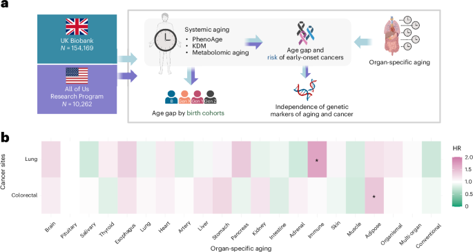 Biological aging might help to explain the rising risk of early-onset cancer Biological aging might help to explain the rising risk of early-onset cancer