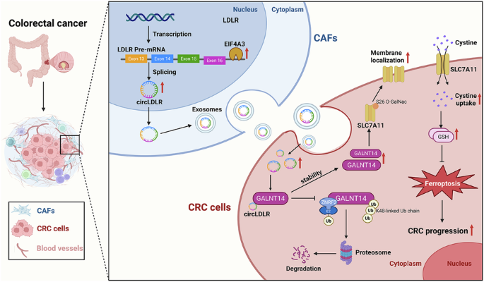 CAF-derived exosomes inhibit ferroptosis via GALNT14-mediated O-GalNAcylation of SLC7A11 in colorectal cancer CAF-derived exosomes inhibit ferroptosis via GALNT14-mediated O-GalNAcylation of SLC7A11 in colorectal cancer