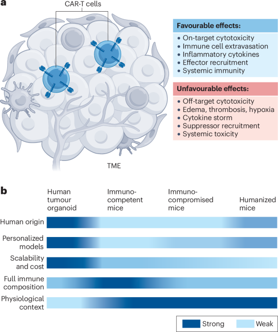 CAR-T cells reshape the tumour microenvironment CAR-T cells reshape the tumour microenvironment