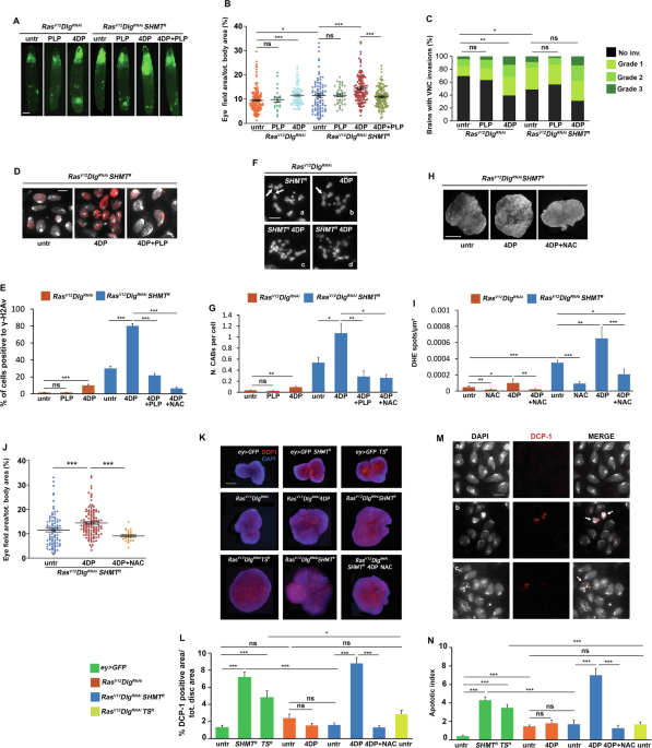 Correction: Tumor suppressor function of SHMT in a Drosophila RasV12DlgRNAi model: DNA damage and synergistic gene-nutrient interaction with PLP Correction: Tumor suppressor function of SHMT in a Drosophila RasV12DlgRNAi model: DNA damage and synergistic gene-nutrient interaction with PLP