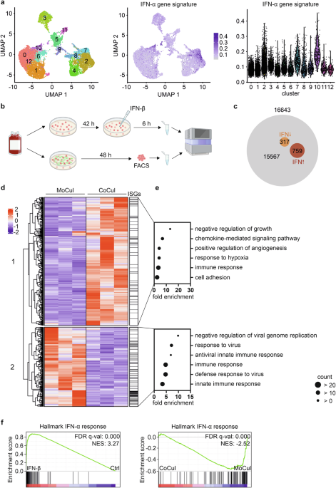 GM-CSF downregulates type I IFN responses in glioblastoma-associated monocytes GM-CSF downregulates type I IFN responses in glioblastoma-associated monocytes