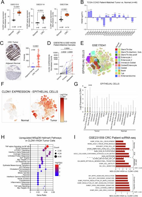 Humanized anti-Claudin-1 antibodies to treat colorectal cancer Humanized anti-Claudin-1 antibodies to treat colorectal cancer