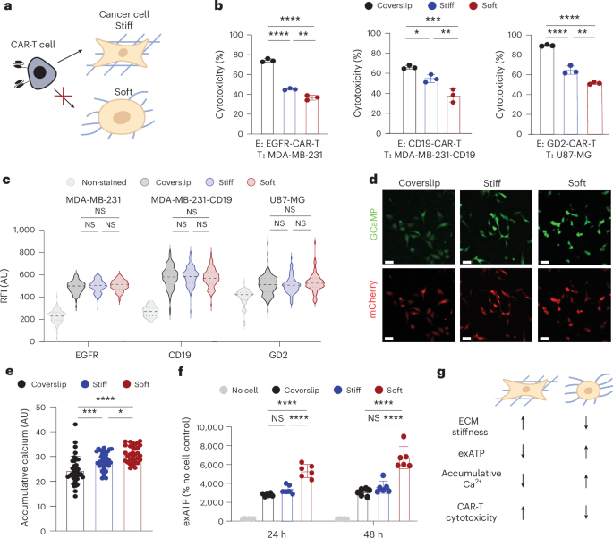 Identifying and reprogramming softness-driven cancer stem-like cells overcomes CAR-T cell resistance in solid tumours Identifying and reprogramming softness-driven cancer stem-like cells overcomes CAR-T cell resistance in solid tumours