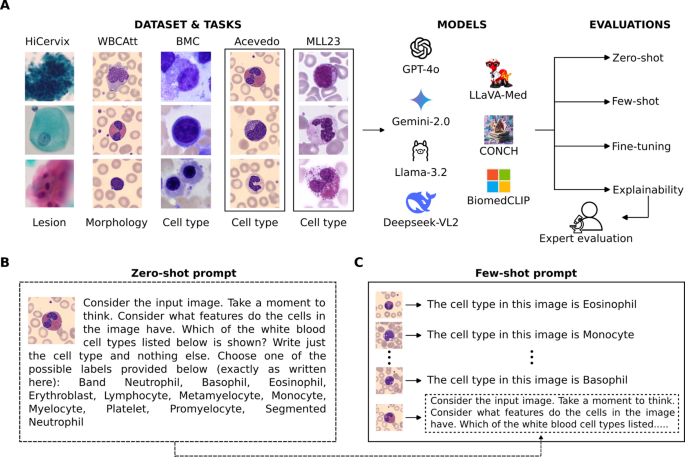 Illusion of competence: vision–language models provide confident but inaccurate explanations in cytological diagnostics Illusion of competence: vision–language models provide confident but inaccurate explanations in cytological diagnostics