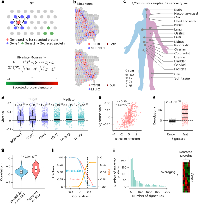 Inference of secreted protein signaling activities in intercellular communication Inference of secreted protein signaling activities in intercellular communication
