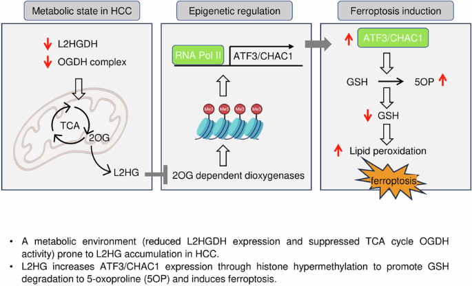 L-2-Hydroxyglutarate sensitizes ferroptosis through ATF3/CHAC1-mediated glutathione degradation in hepatocellular carcinoma L-2-Hydroxyglutarate sensitizes ferroptosis through ATF3/CHAC1-mediated glutathione degradation in hepatocellular carcinoma