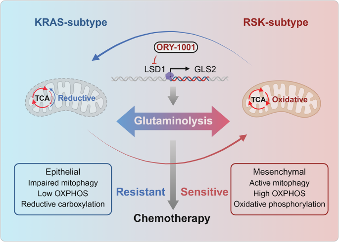 LSD1-GLS2 axis drives subtype-specific chemoresistance in pancreatic cancer through glutaminolysis reprogramming LSD1-GLS2 axis drives subtype-specific chemoresistance in pancreatic cancer through glutaminolysis reprogramming