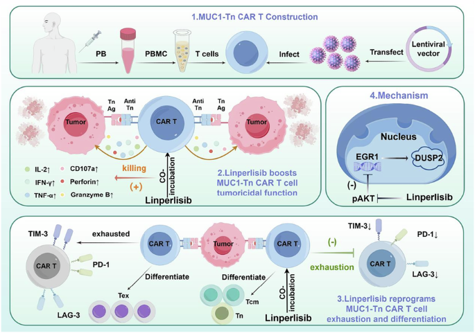 Linperlisib enhances MUC1-Tn CAR T cell efficacy by inhibiting EGR1/DUSP2 axis to prevent CAR T cell exhaustion Linperlisib enhances MUC1-Tn CAR T cell efficacy by inhibiting EGR1/DUSP2 axis to prevent CAR T cell exhaustion