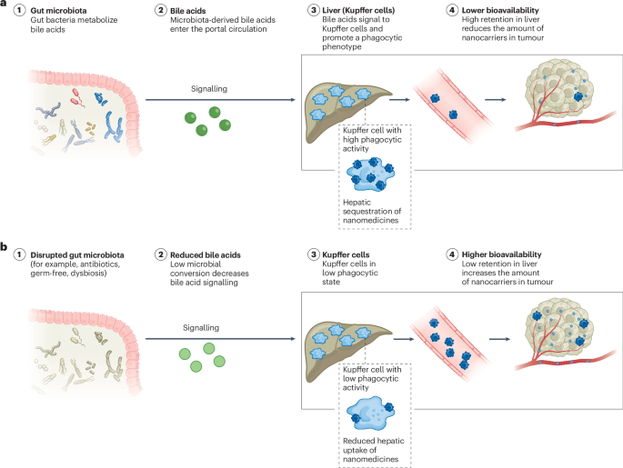 Microbiota matter | Nature Materials Microbiota matter | Nature Materials