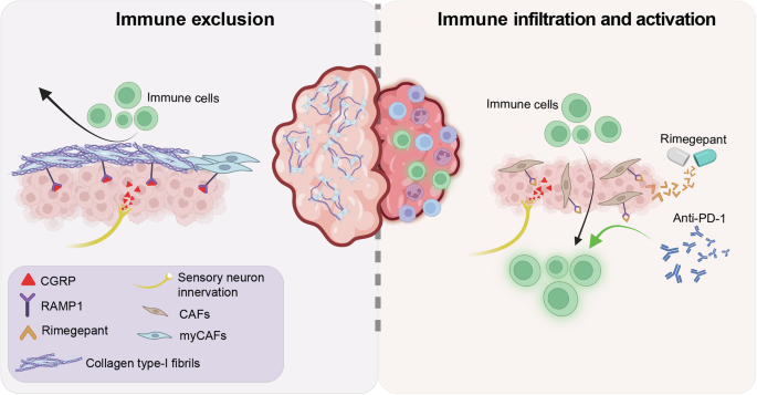 Neurotransmitter modulation: a roadmap to precision neuro-immune oncology Neurotransmitter modulation: a roadmap to precision neuro-immune oncology