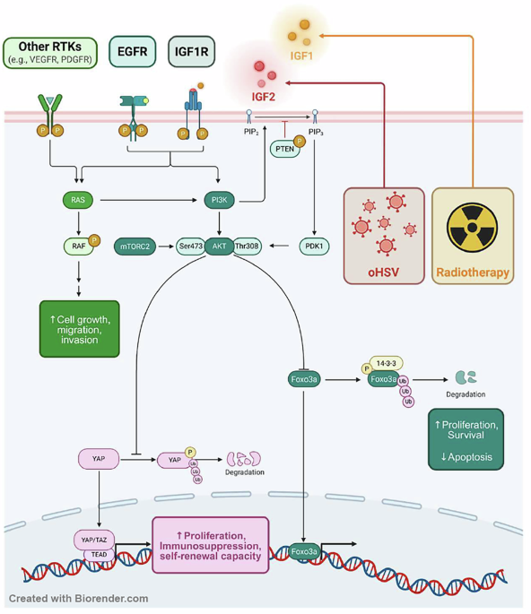 Overcoming IGF1R-mediated resistance to oncolytic HSV1 and radiotherapy via triple combination therapy Overcoming IGF1R-mediated resistance to oncolytic HSV1 and radiotherapy via triple combination therapy