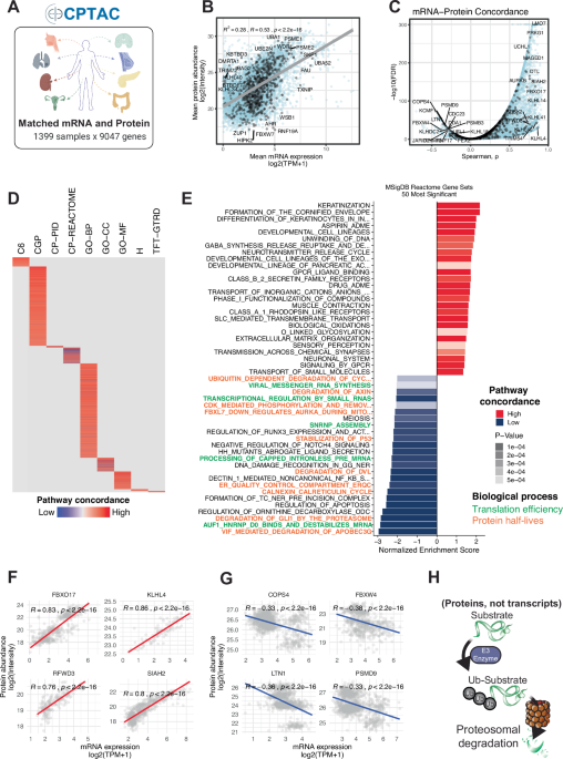 Pan-cancer proteogenomic interrogation of the ubiquitin-proteasome system Pan-cancer proteogenomic interrogation of the ubiquitin-proteasome system