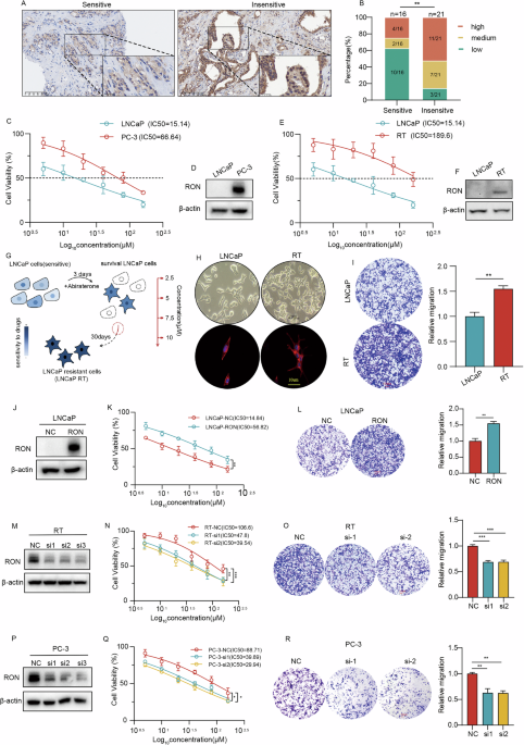 RON receptor tyrosine kinase regulates abiraterone resistance in prostate cancer via the methylation-dependent and independent dual functions of DNMT1 RON receptor tyrosine kinase regulates abiraterone resistance in prostate cancer via the methylation-dependent and independent dual functions of DNMT1