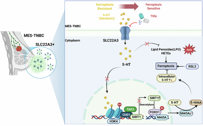 SLC22A3 regulates ferroptosis in the mesenchymal subtype of triple-negative breast cancer by modulating histone H3K4 serotonylation SLC22A3 regulates ferroptosis in the mesenchymal subtype of triple-negative breast cancer by modulating histone H3K4 serotonylation