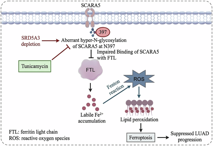 SRD5A3-mediated aberrant N-glycosylation of SCARA5 promotes ferroptosis in lung adenocarcinoma SRD5A3-mediated aberrant N-glycosylation of SCARA5 promotes ferroptosis in lung adenocarcinoma