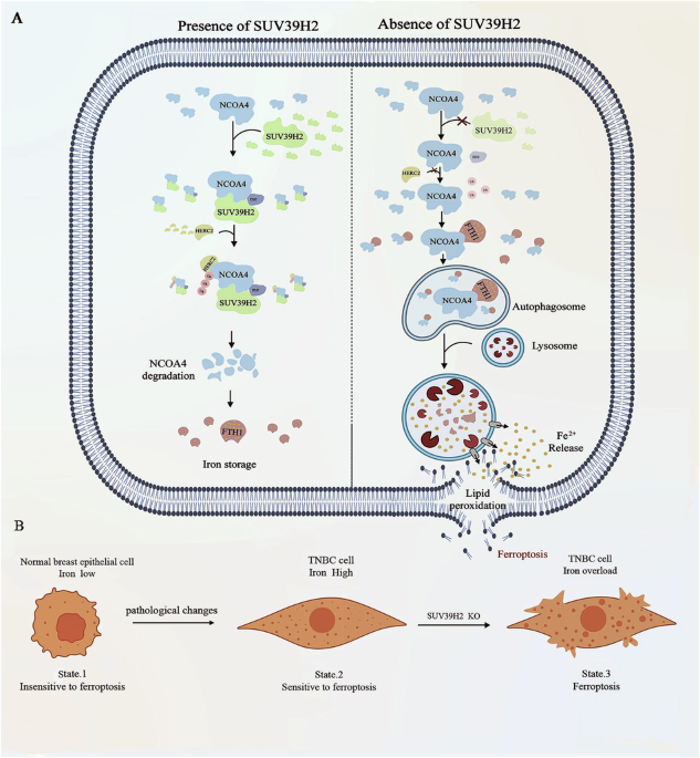 SUV39H2-mediated NCOA4 methylation controls ferritinophagy and ferroptosis in triple-negative breast cancer SUV39H2-mediated NCOA4 methylation controls ferritinophagy and ferroptosis in triple-negative breast cancer