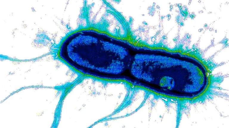 Scientists find the “Achilles’ heel” of deadly gut bacteria Scientists find the “Achilles’ heel” of deadly gut bacteria
