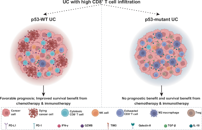 TP53 mutation-biased CD8+ T cell exhaustion drives lethal outcome and therapy resistance in urothelial carcinoma TP53 mutation-biased CD8+ T cell exhaustion drives lethal outcome and therapy resistance in urothelial carcinoma
