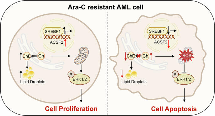 Targeting ACSF2 overcomes Ara-C resistance in acute myeloid leukemia via the cholesterol metabolism-ERK signaling axis Targeting ACSF2 overcomes Ara-C resistance in acute myeloid leukemia via the cholesterol metabolism-ERK signaling axis