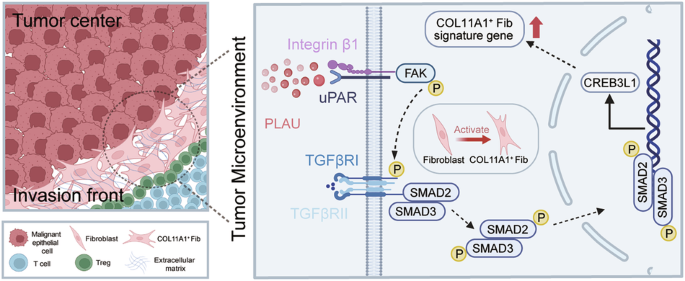The PLAU-ITGB1-TGF-β axis orchestrates spatiotemporal reprogramming of fibroblasts at the invasive front to drive dual immunosuppressive niche and immunotherapy resistance in oral squamous cell carcinoma The PLAU-ITGB1-TGF-β axis orchestrates spatiotemporal reprogramming of fibroblasts at the invasive front to drive dual immunosuppressive niche and immunotherapy resistance in oral squamous cell carcinoma