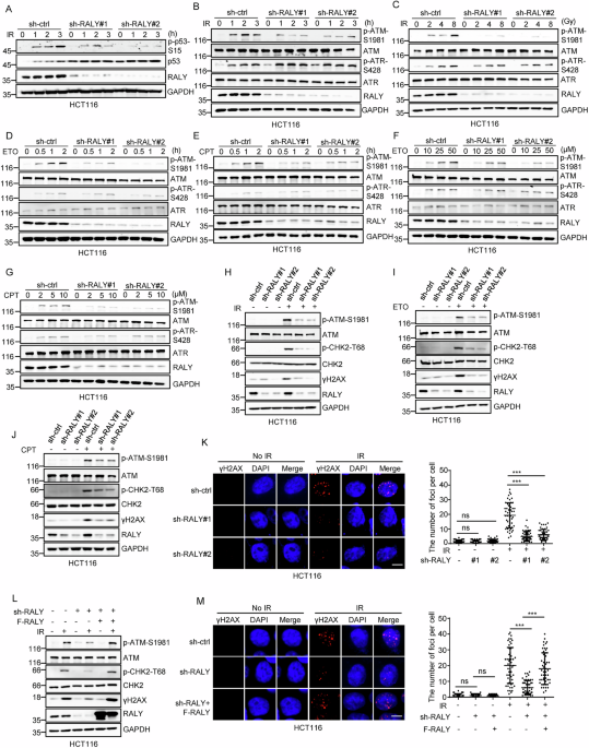 The RNA-binding protein RALY promotes ATM activation by stabilizing Tip60 The RNA-binding protein RALY promotes ATM activation by stabilizing Tip60