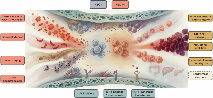 The blood remembers: HSC-iM and the cancer continuum The blood remembers: HSC-iM and the cancer continuum