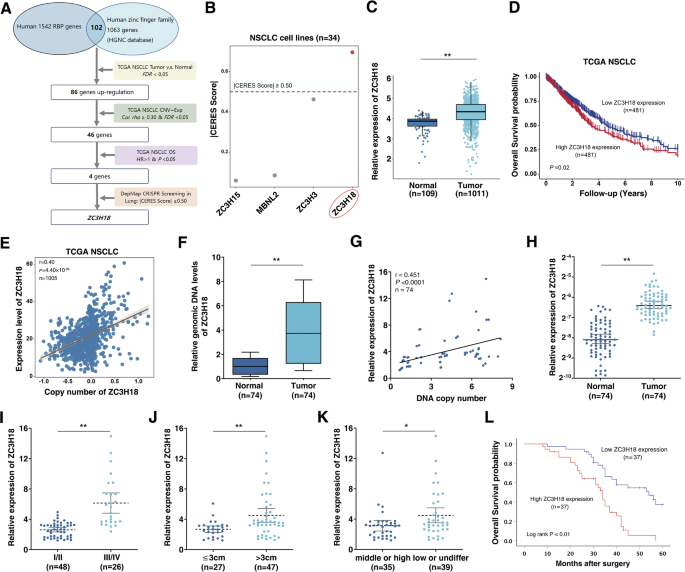 The phase separation of ZC3H18 transcriptionally activates LDHA and forms lactylation-mediated positive feedback loop to promote tumorigenesis of lung cancer The phase separation of ZC3H18 transcriptionally activates LDHA and forms lactylation-mediated positive feedback loop to promote tumorigenesis of lung cancer