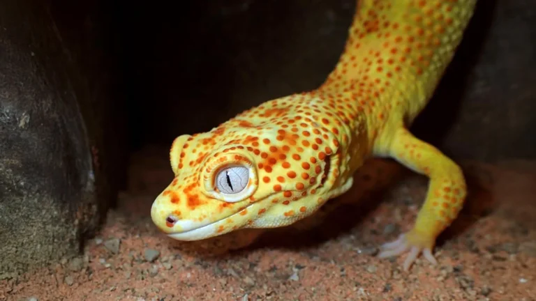 This pet gecko could help scientists unlock the secrets of cancer This pet gecko could help scientists unlock the secrets of cancer
