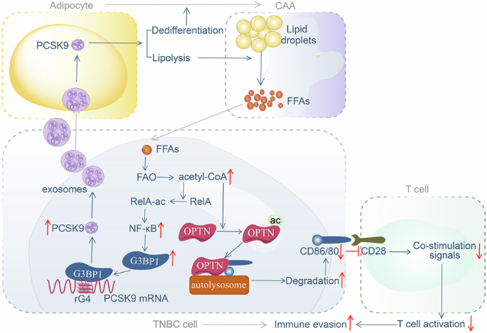 Tumor-derived PCSK9-enriched exosomes reprogram adipocytes to drive metabolic dysregulation and immune evasion in triple-negative breast cancer Tumor-derived PCSK9-enriched exosomes reprogram adipocytes to drive metabolic dysregulation and immune evasion in triple-negative breast cancer