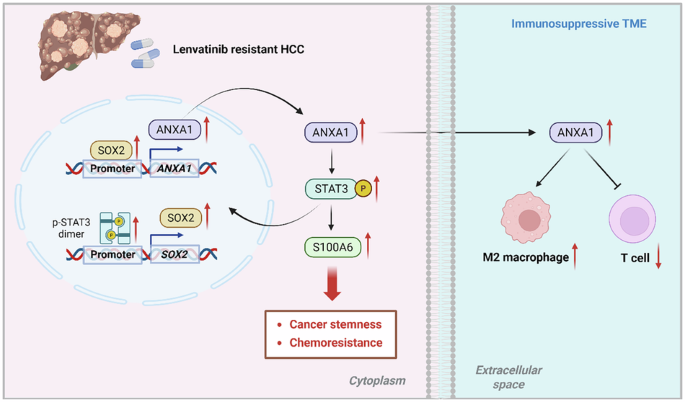 Tumor-derived annexin A1 drives lenvatinib resistance by regulating SOX2/STAT3/S100A6 feedback loop and M2 macrophage polarization in hepatocellular carcinoma Tumor-derived annexin A1 drives lenvatinib resistance by regulating SOX2/STAT3/S100A6 feedback loop and M2 macrophage polarization in hepatocellular carcinoma