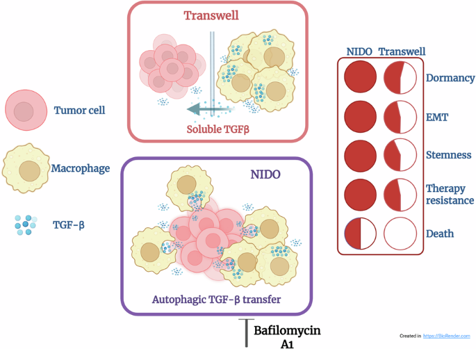 Tumor plasticity in macrophage niches promotes dormancy, EMT and chemoresistance of non-small cell lung cancer stem cells Tumor plasticity in macrophage niches promotes dormancy, EMT and chemoresistance of non-small cell lung cancer stem cells