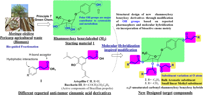 Valorization of Moringa oleifera pericarp via semi-synthetic sugar-based enone derivatives with anticancer potential: phytochemical isolation, cytotoxic evaluation, and dual EGFR/CAIX targeting Valorization of Moringa oleifera pericarp via semi-synthetic sugar-based enone derivatives with anticancer potential: phytochemical isolation, cytotoxic evaluation, and dual EGFR/CAIX targeting