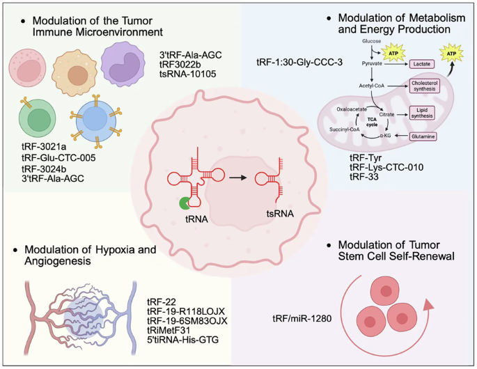 tRNA-derived small RNAs in tumor microenvironment remodeling: From mechanistic insights to therapeutic perspectives tRNA-derived small RNAs in tumor microenvironment remodeling: From mechanistic insights to therapeutic perspectives