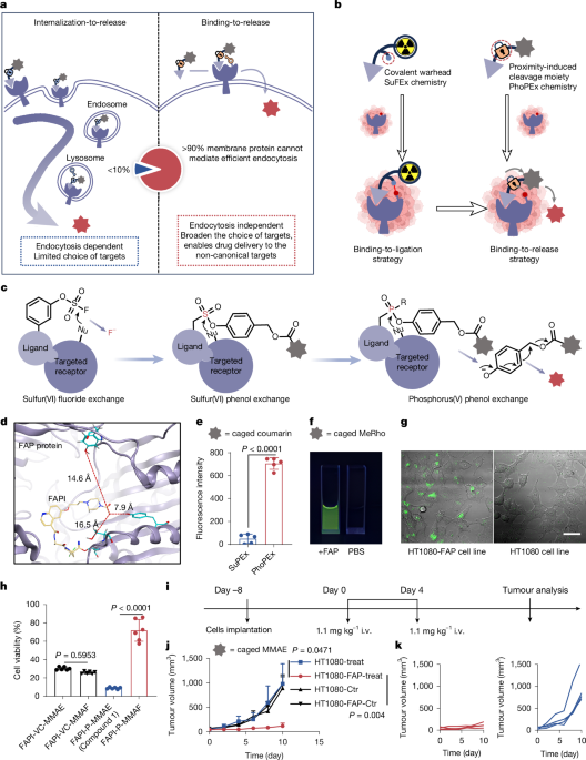A binding-to-release strategy for targeted anticancer drug delivery A binding-to-release strategy for targeted anticancer drug delivery