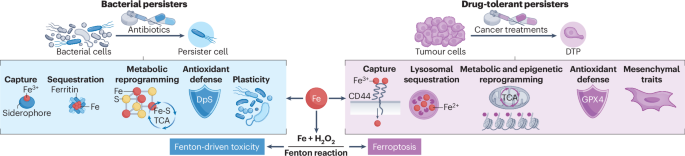 An iron logic unites bacterial and cancer persister cells An iron logic unites bacterial and cancer persister cells