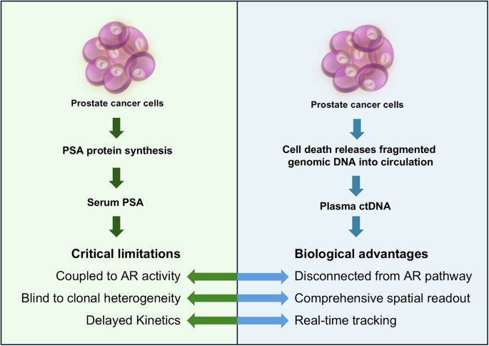 Beyond prostate-specific antigen: ctDNA as an early compass for treatment adaptation in metastatic prostate cancer Beyond prostate-specific antigen: ctDNA as an early compass for treatment adaptation in metastatic prostate cancer