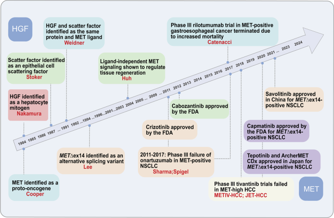 C-MET tyrosine kinase receptor: mechanisms, clinical applications and future perspectives in cancer therapy C-MET tyrosine kinase receptor: mechanisms, clinical applications and future perspectives in cancer therapy